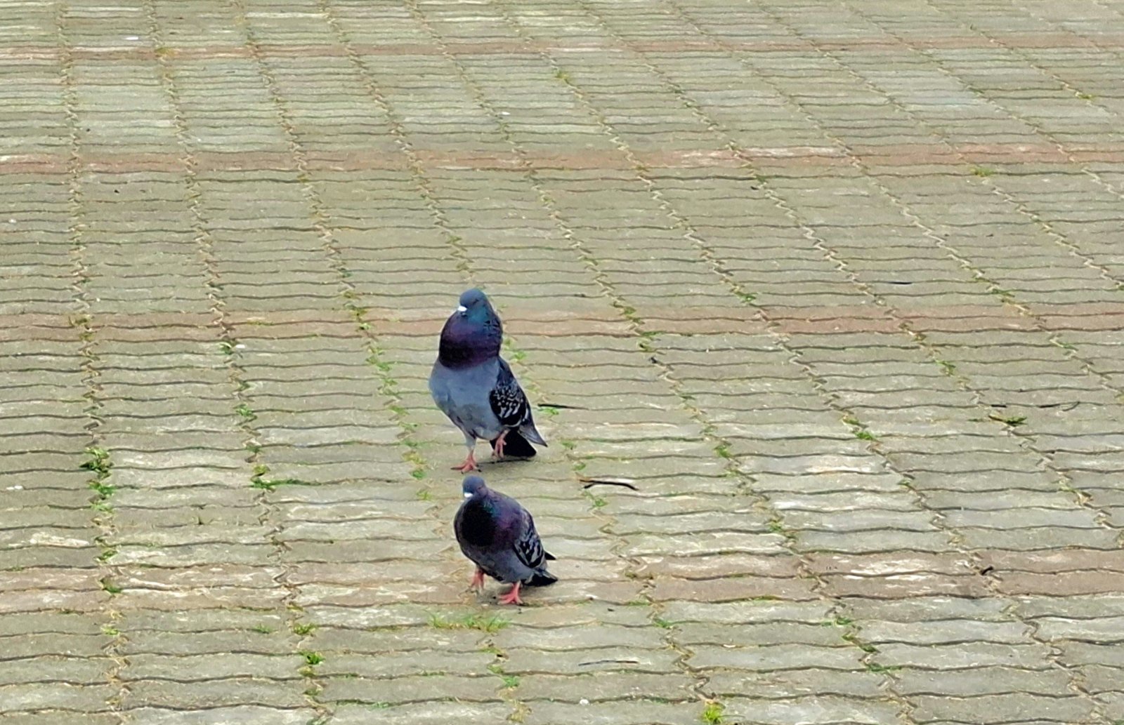 20250425_130042.jpg