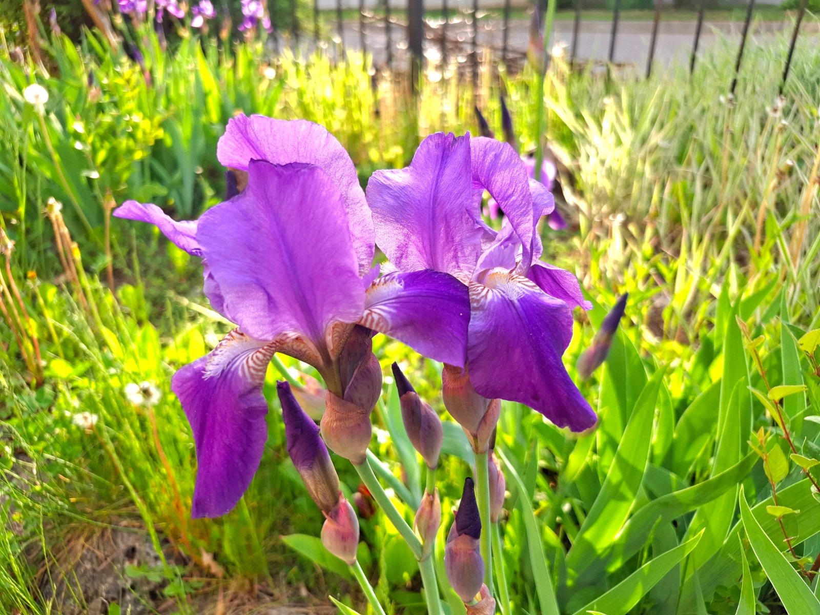 20250529_184126.jpg