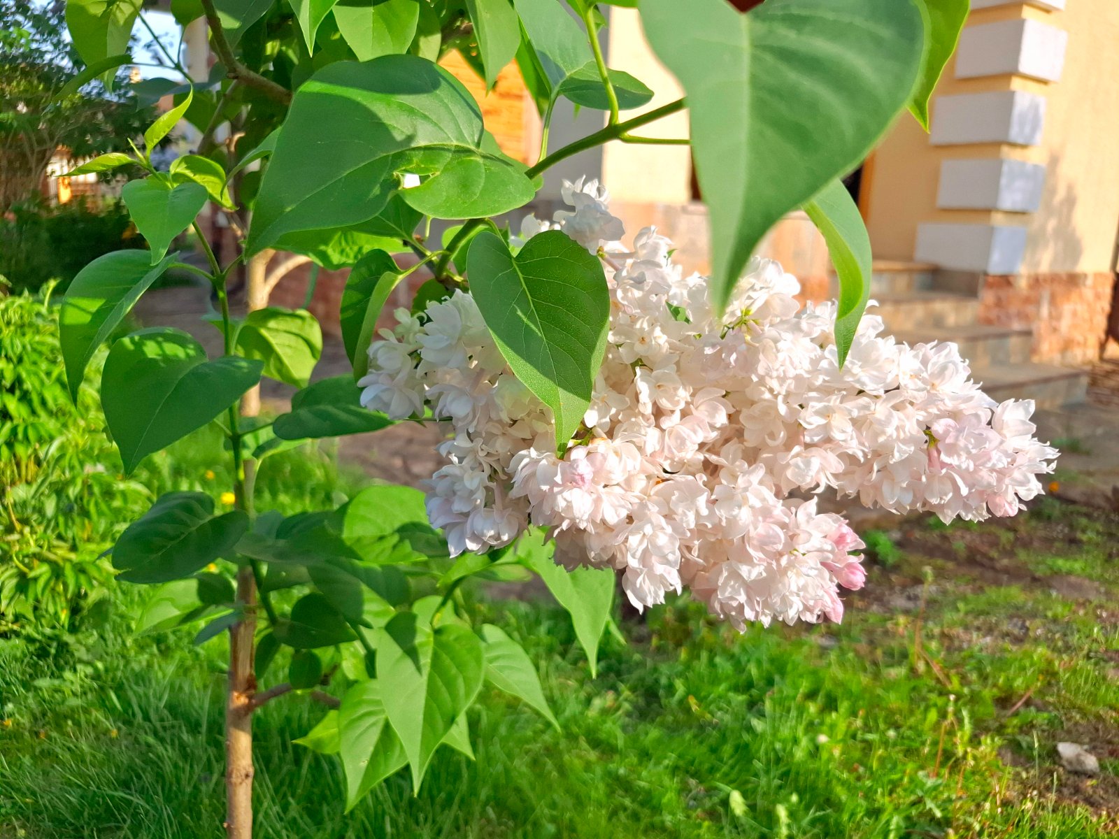 20250529_184141.jpg