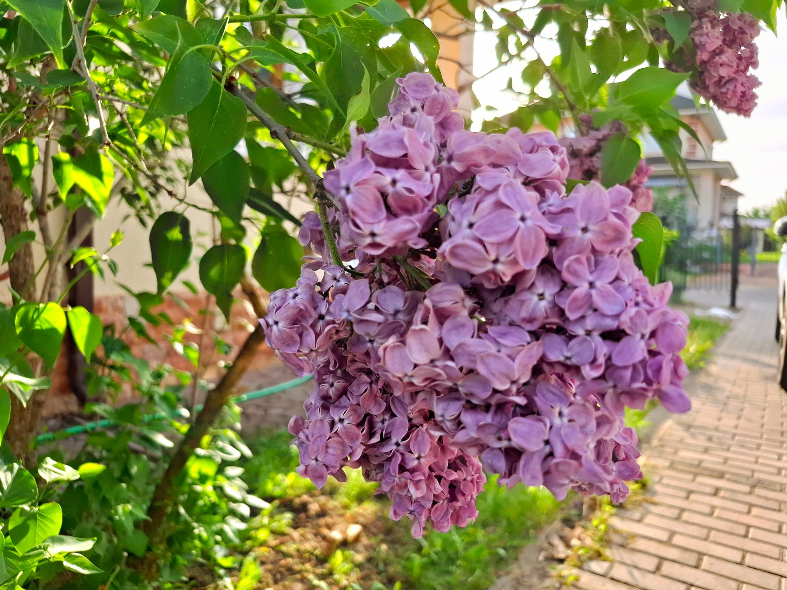 20250529_184212.jpg