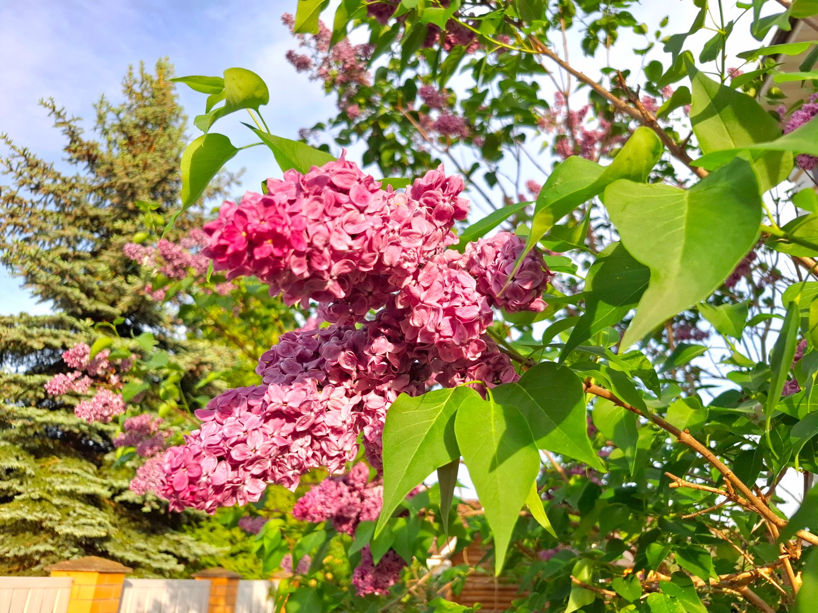 20250529_185819.jpg