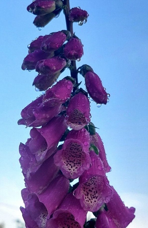 20250703_044416.jpg