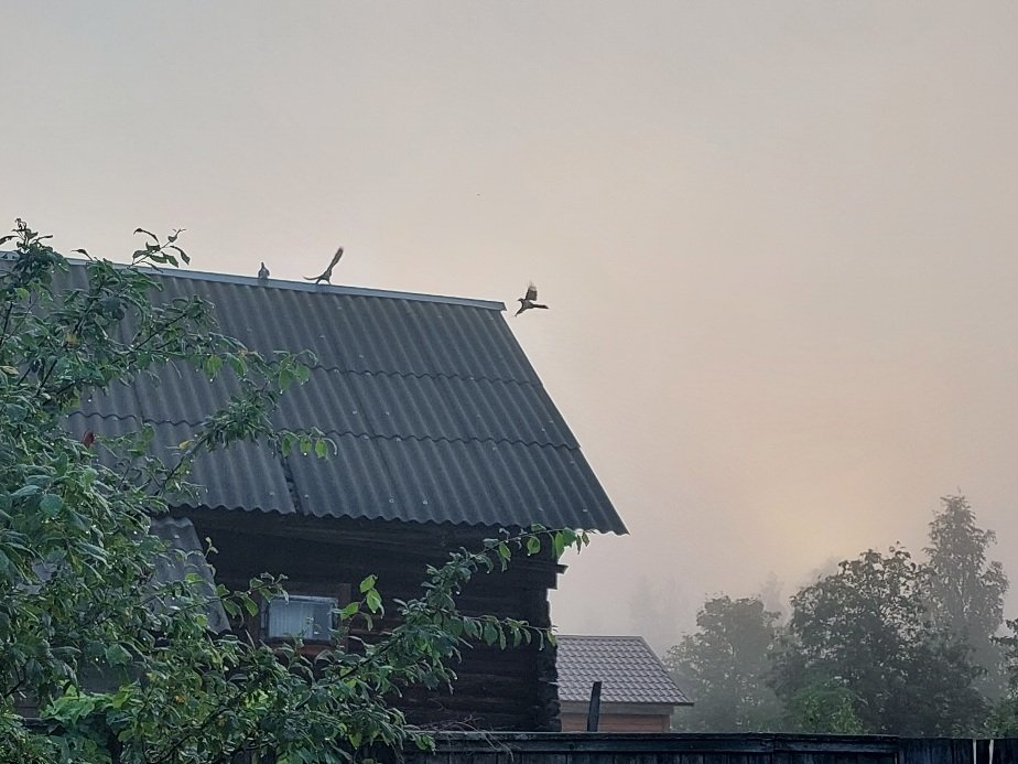 20250723_050412.jpg