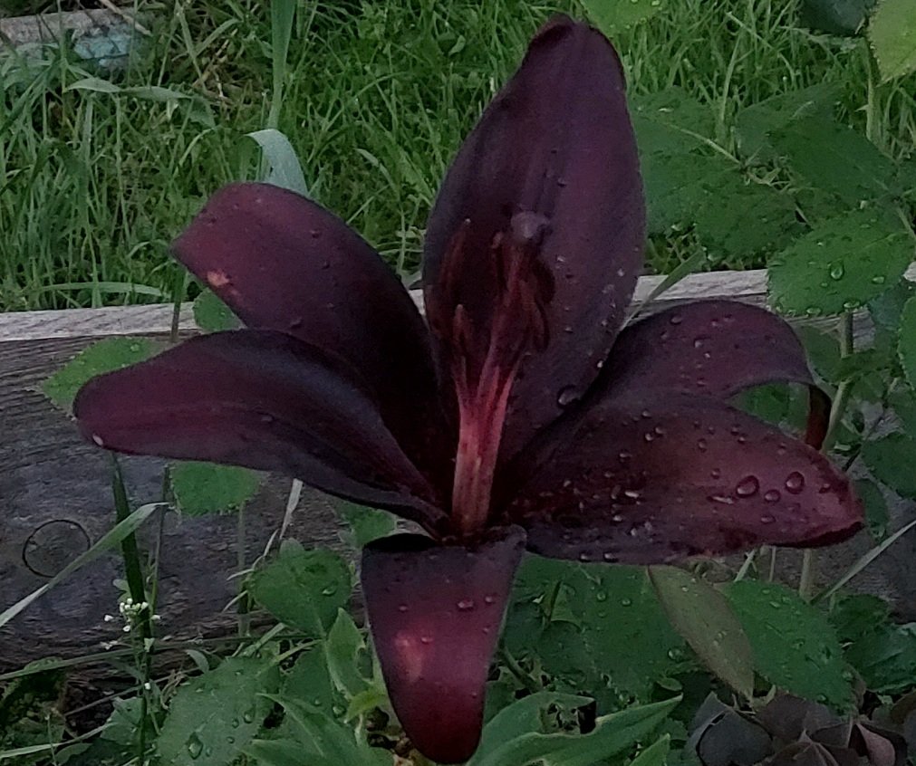 20250727_042825.jpg