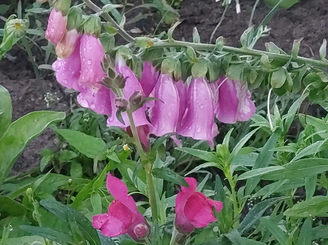 20250727_044301.jpg