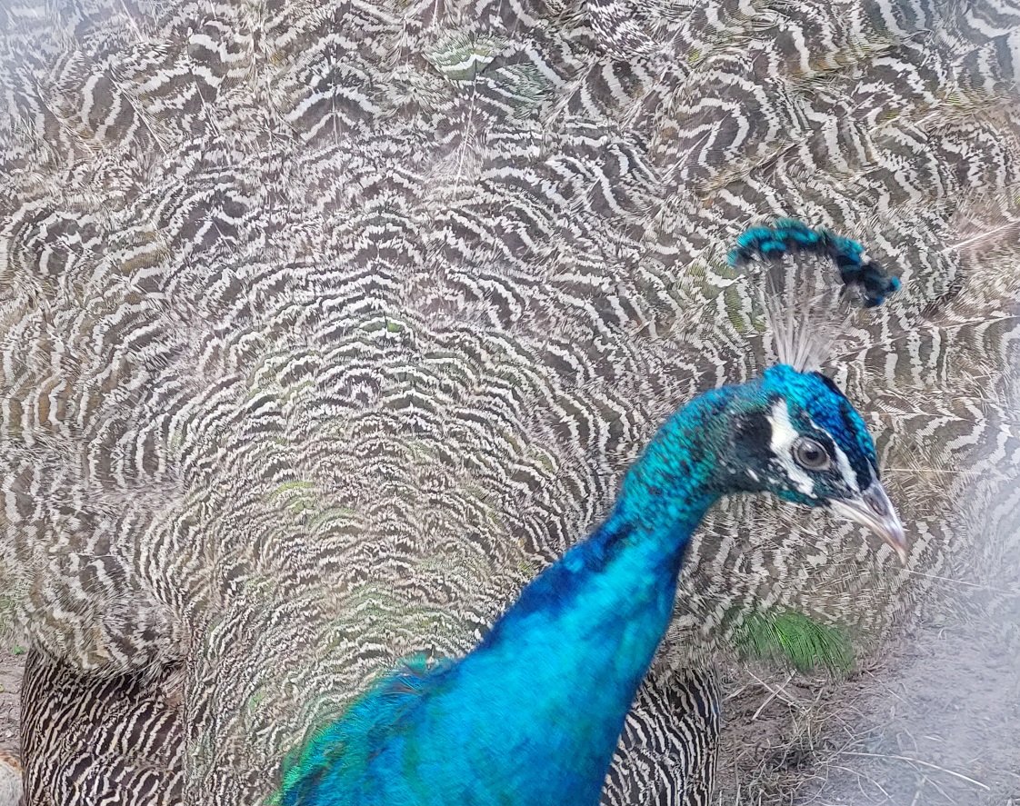 20250728_131629.jpg