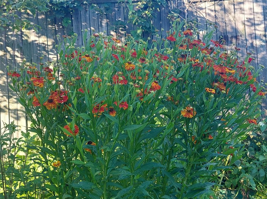 20250815_181209.jpg