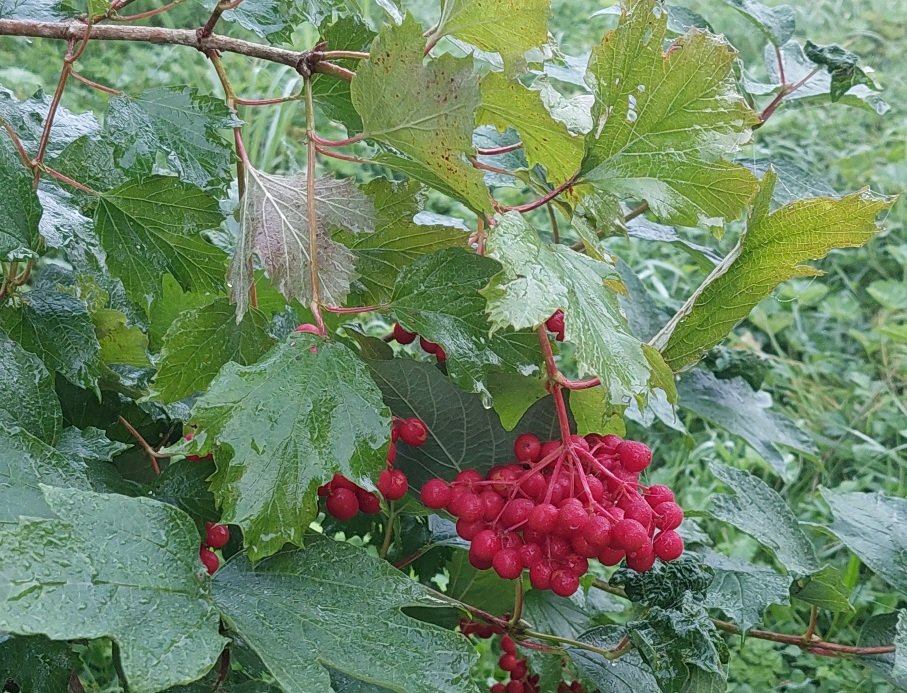 20250824_054114.jpg