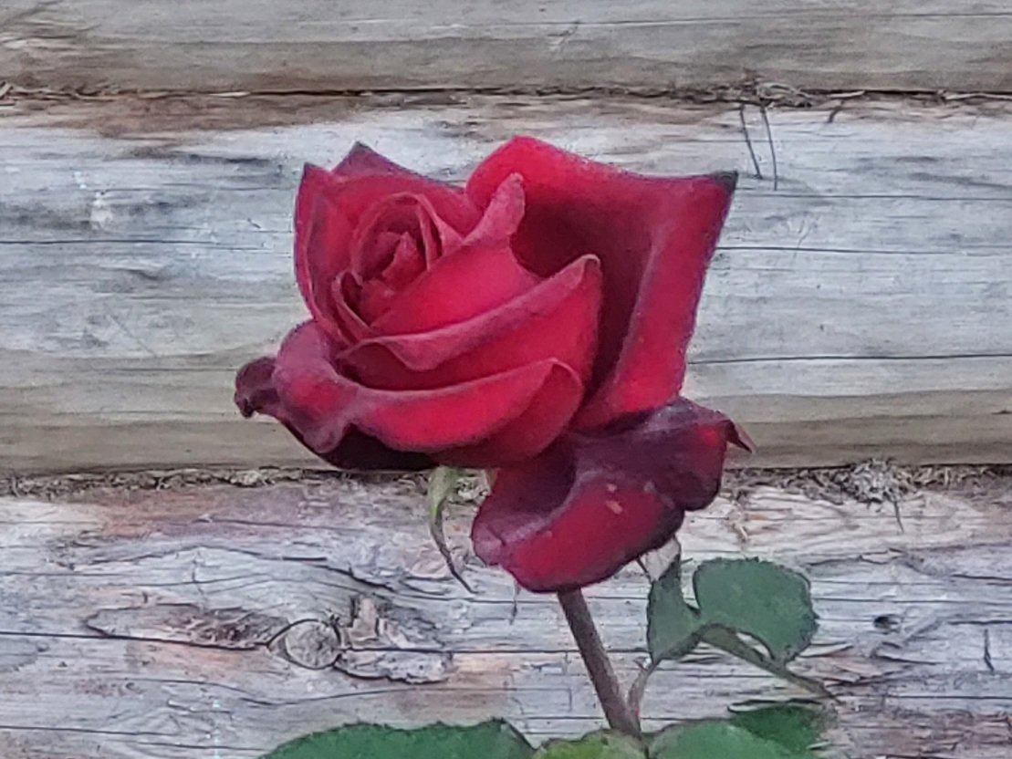 20250909_072541.jpg