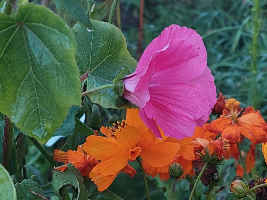 20250913_061337.jpg