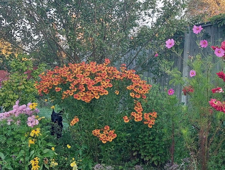 20250913_061910.jpg