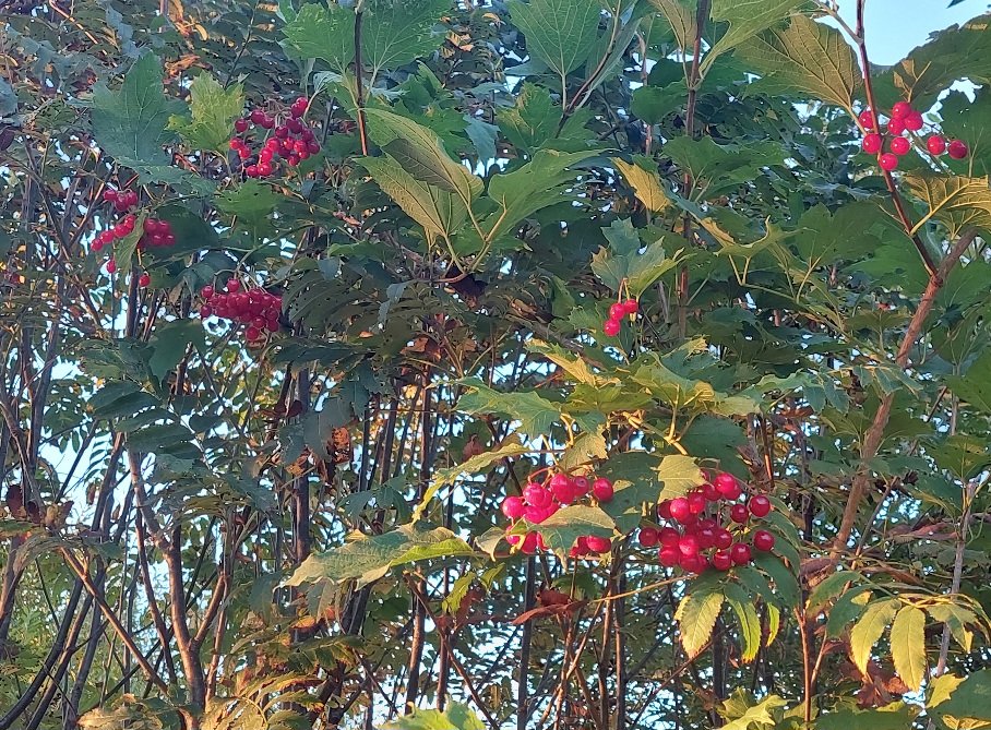 20250913_062325.jpg