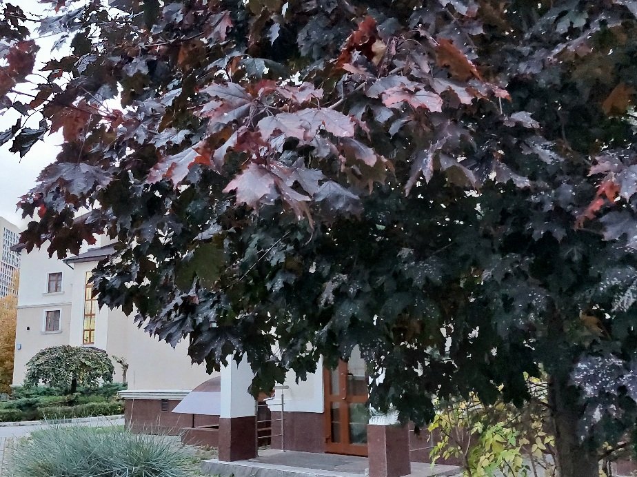 20251009_174617.jpg