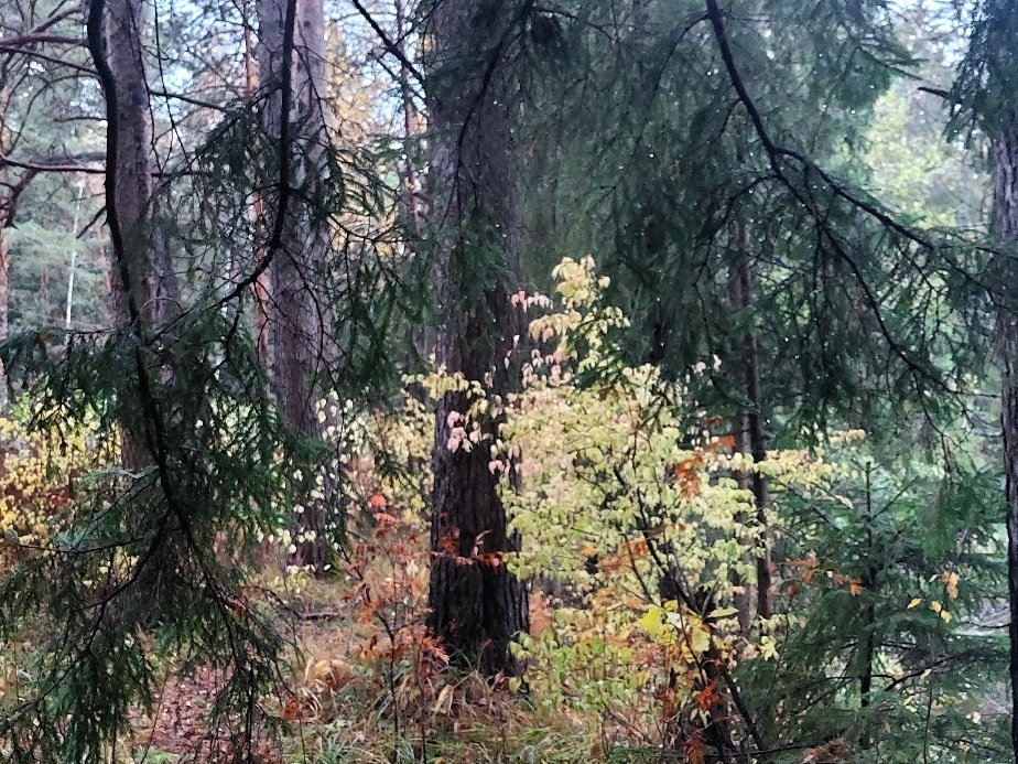 20251012_065404.jpg
