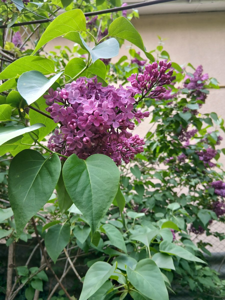 20260508_135351.jpg