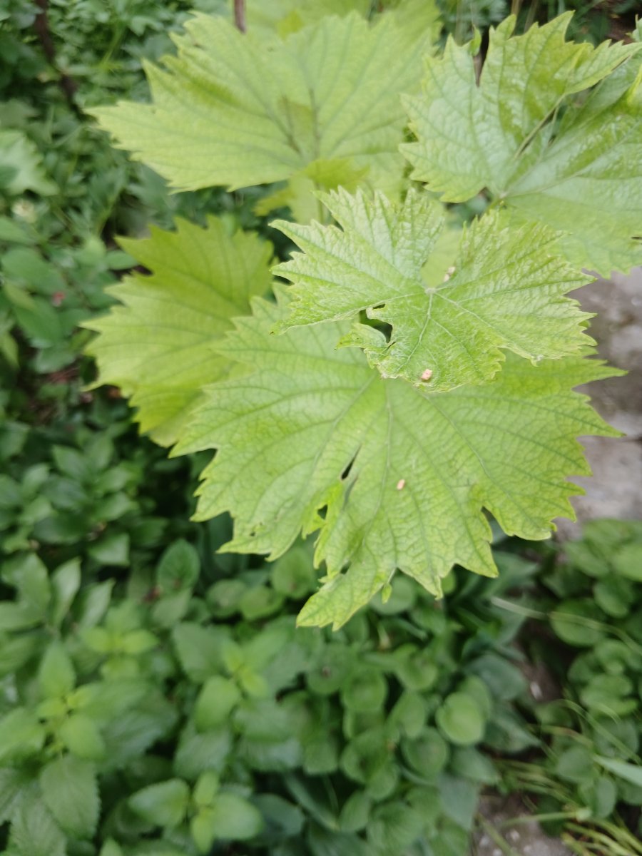 20260601_123239.jpg