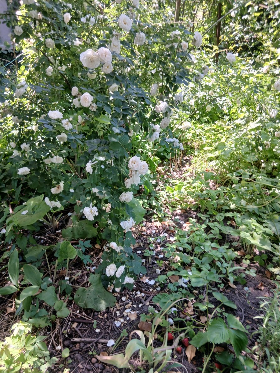 20260609_122737.jpg