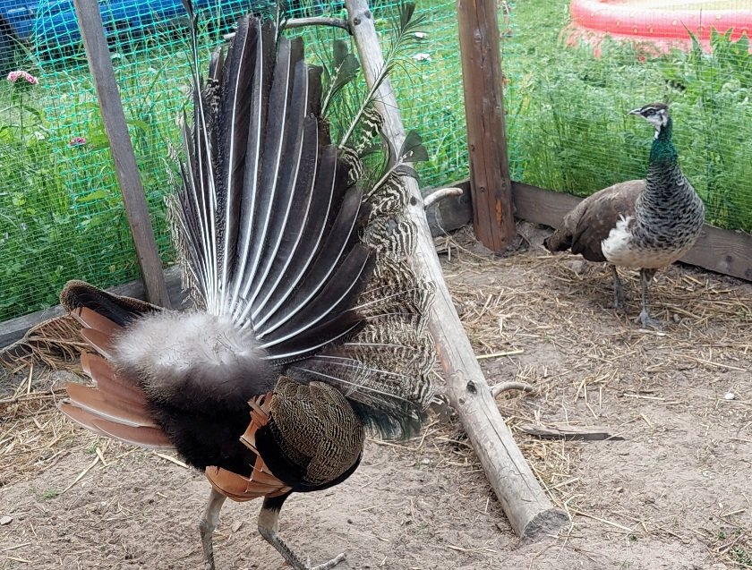 20260614_184833.jpg