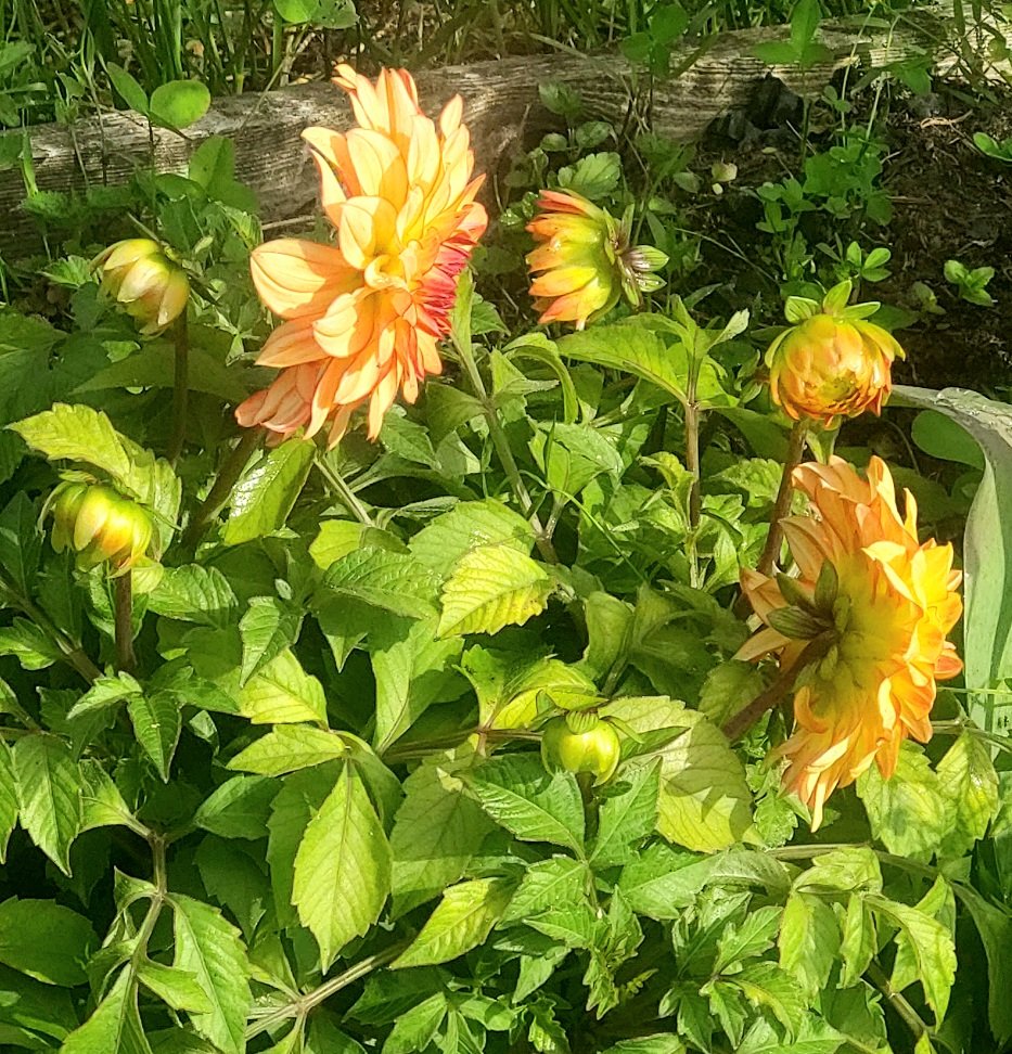 20260628_082730.jpg
