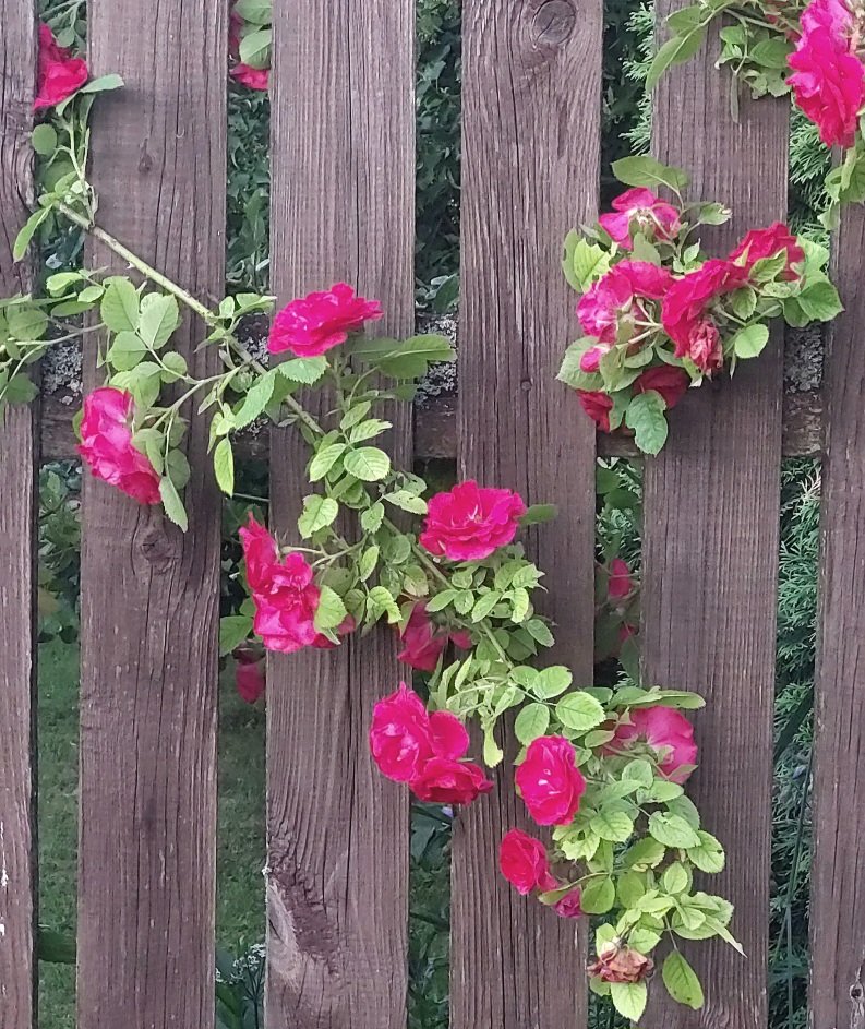 20260629_210616.jpg