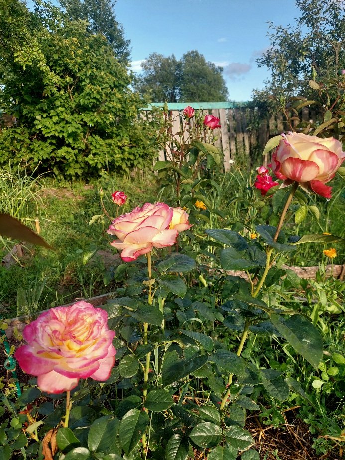 20260703_190327.jpg