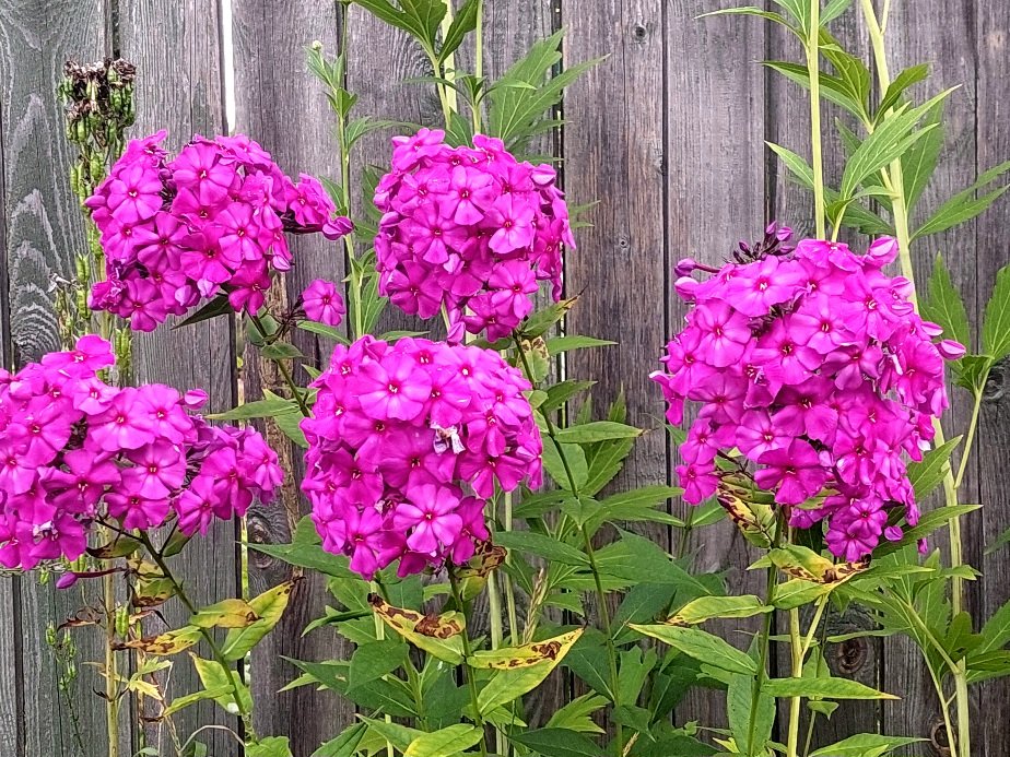 20260725_061355.jpg