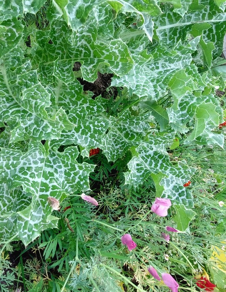20260725_062823.jpg
