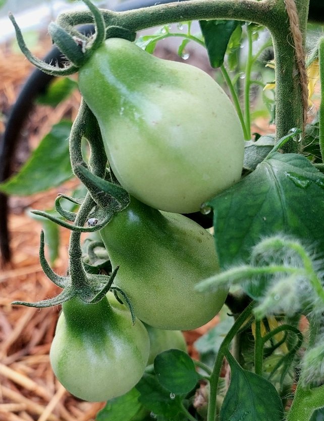 20260725_065613.jpg