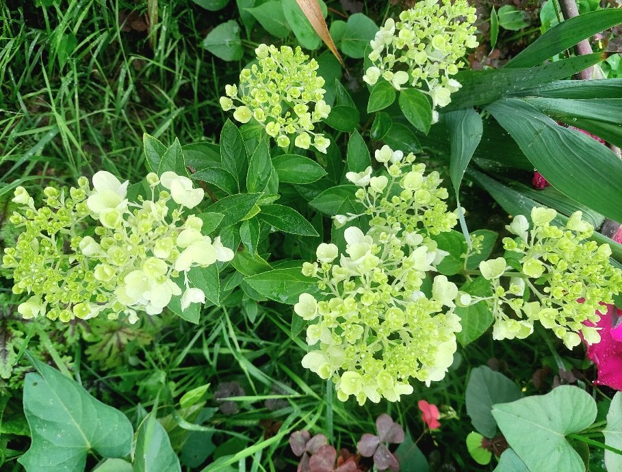 20260730_081446.jpg