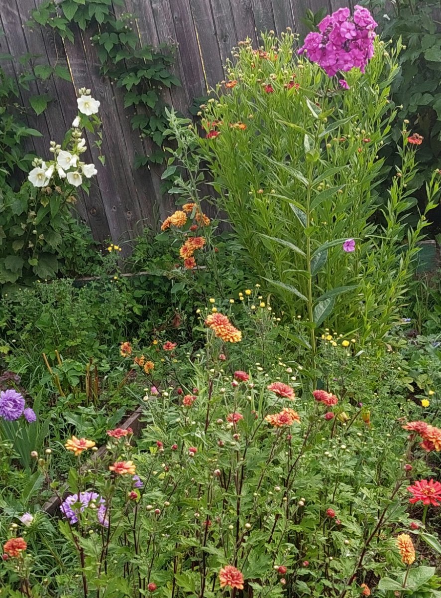 20260802_055233.jpg