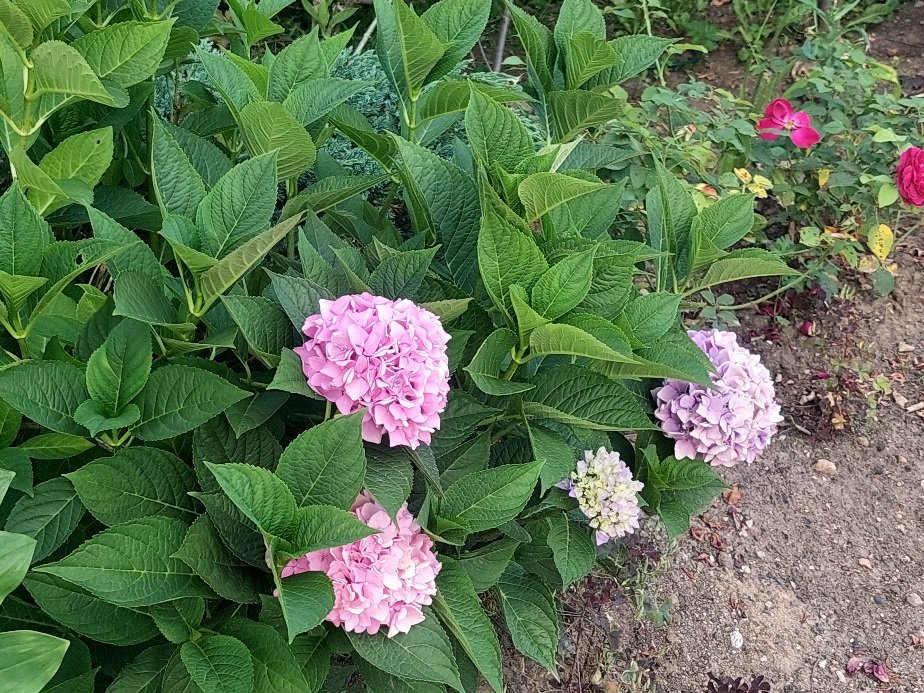 20260804_172901.jpg