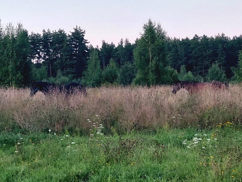 20260809_201511.jpg