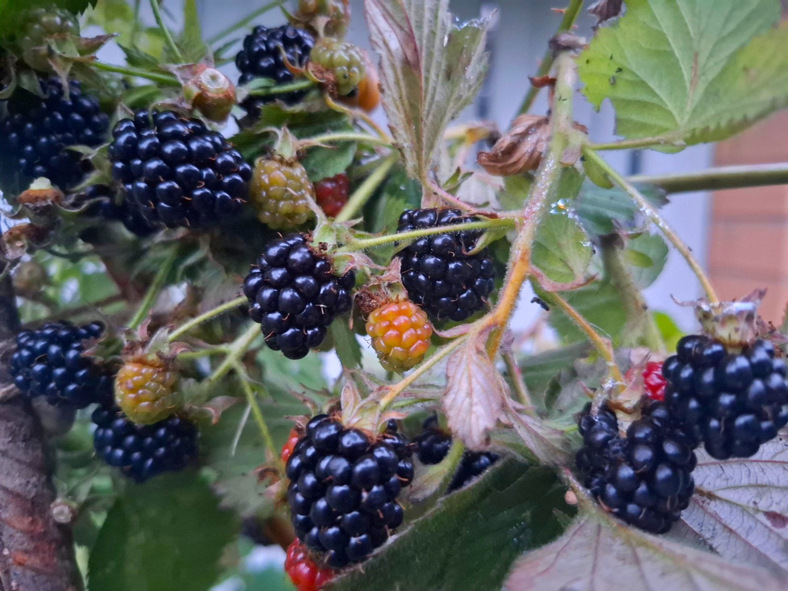 20260816_201204.jpg