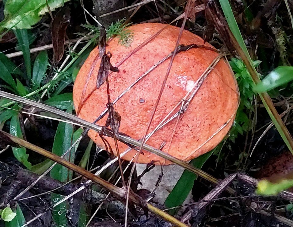 20260825_181132.jpg