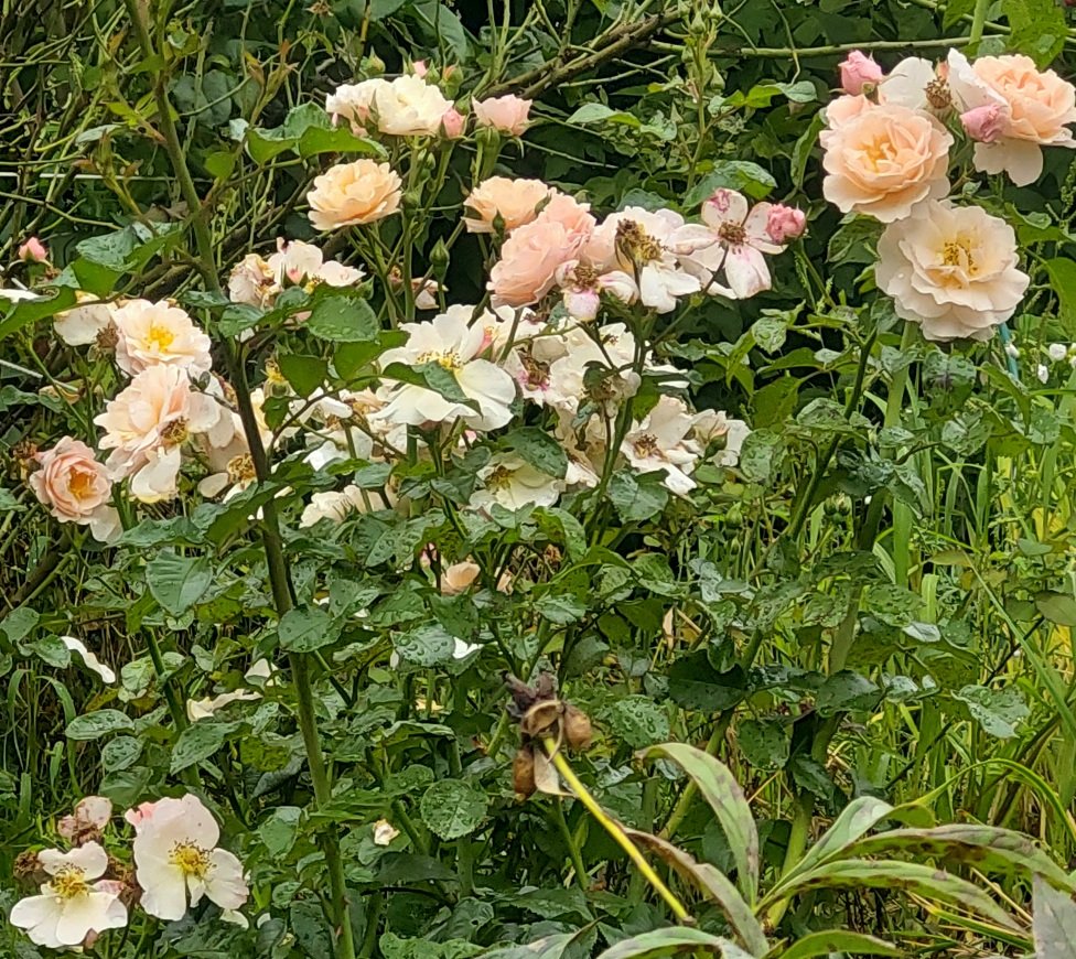 20260831_101322.jpg
