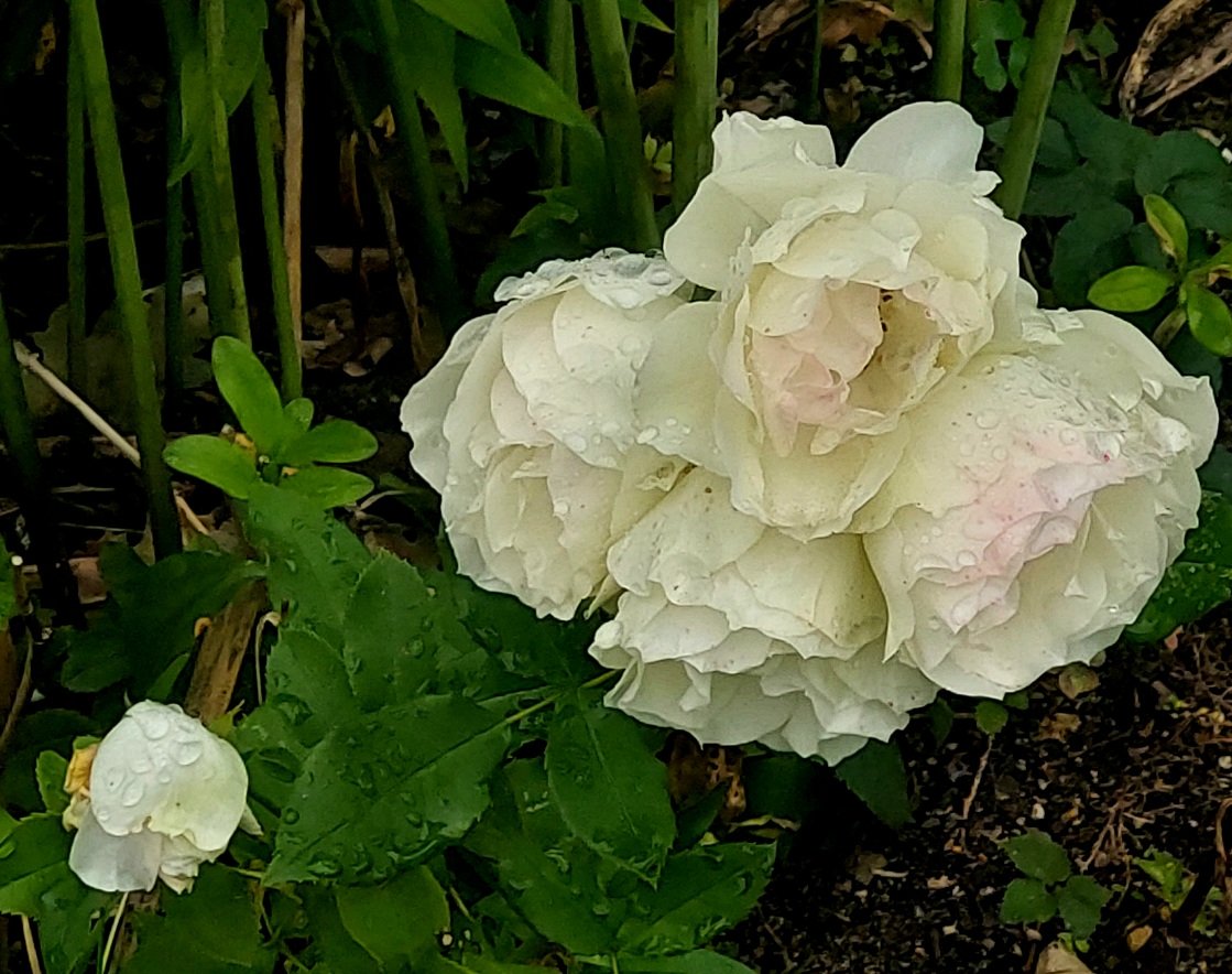 20260831_101927.jpg