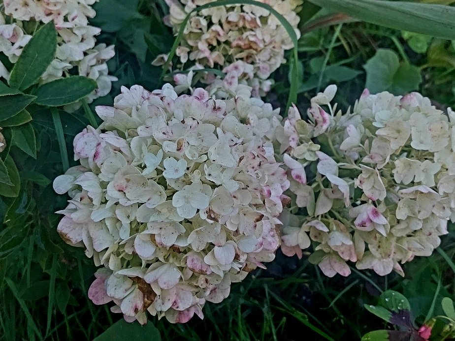 20260906_165015.jpg