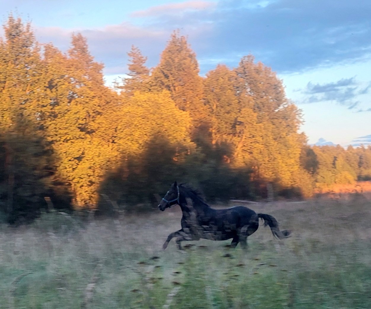 20260906_185026.jpg