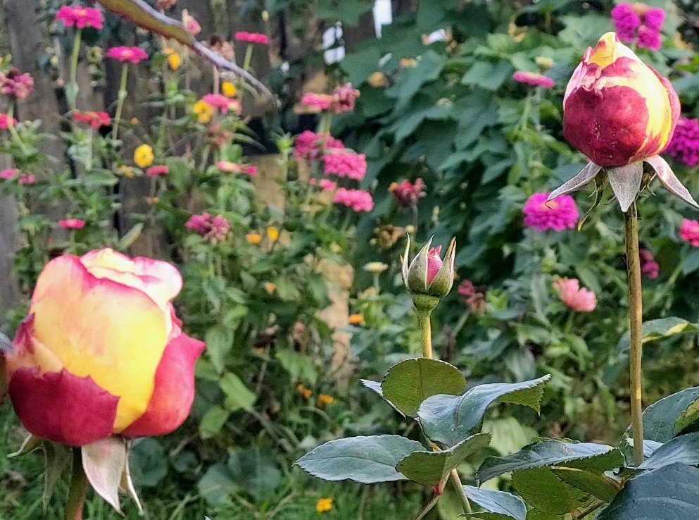 20260920_170652.jpg