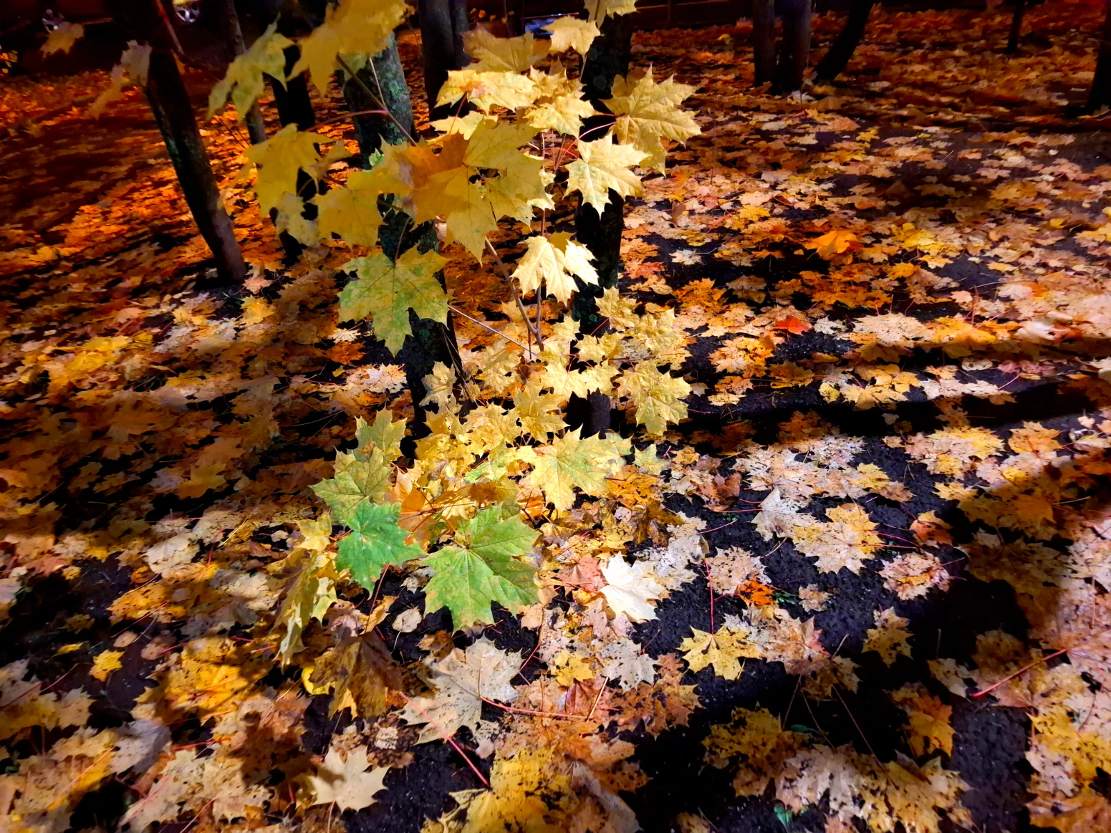 20261015_204334.webp