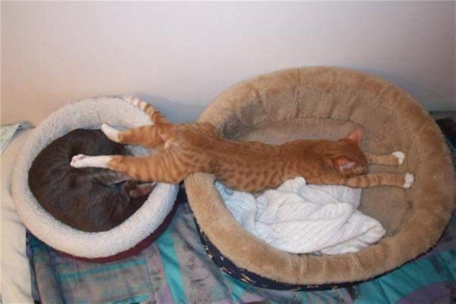 2124360-R3L8T8D-650-las-mejores-fotos-de-gatos-durmiendo-19.jpeg