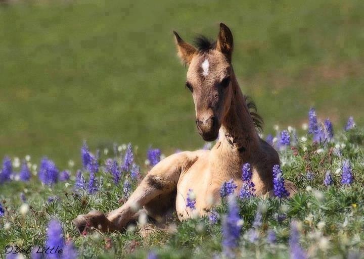 221a662fe87f638fb4345b320c79d345--baby-horses-wild-horses.jpg