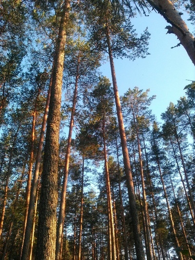 22_лес.jpg