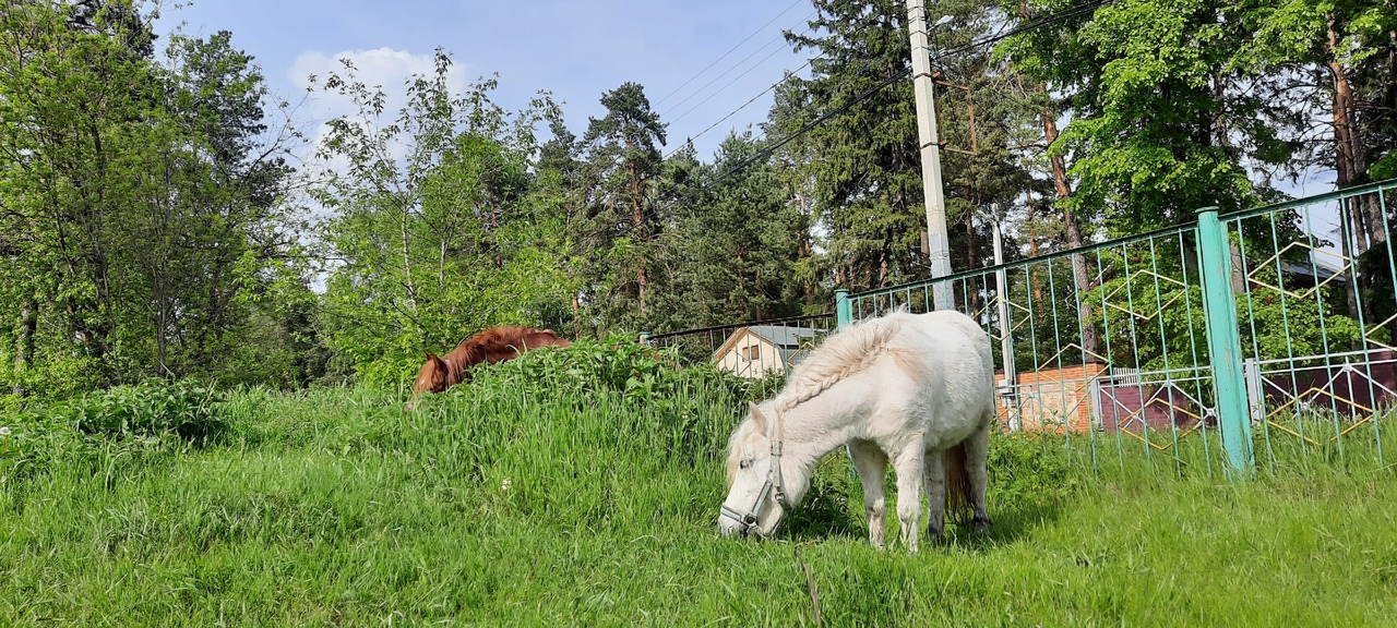 3 пони сирень.jpg