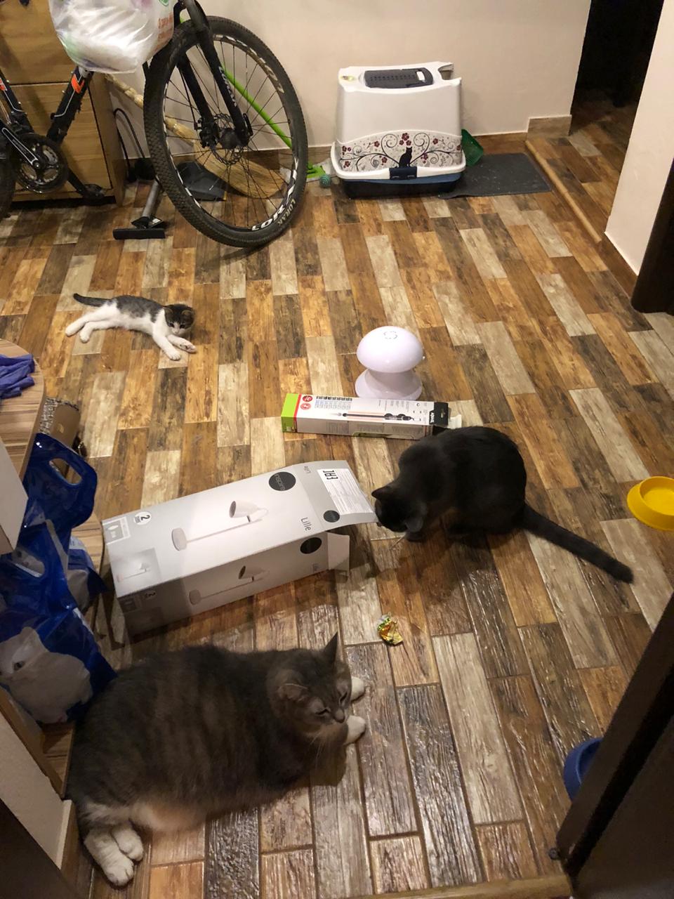 3175B8A8-6109-4386-B1E2-44C4EA4A0D94.jpeg 3175B8A8-6109-4386-B1E2-44C4EA4A0D94.jpeg