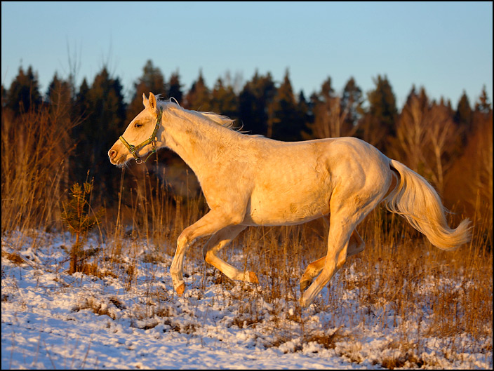 3547_zol_galop.jpg