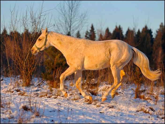 3549_letit_zol.jpg