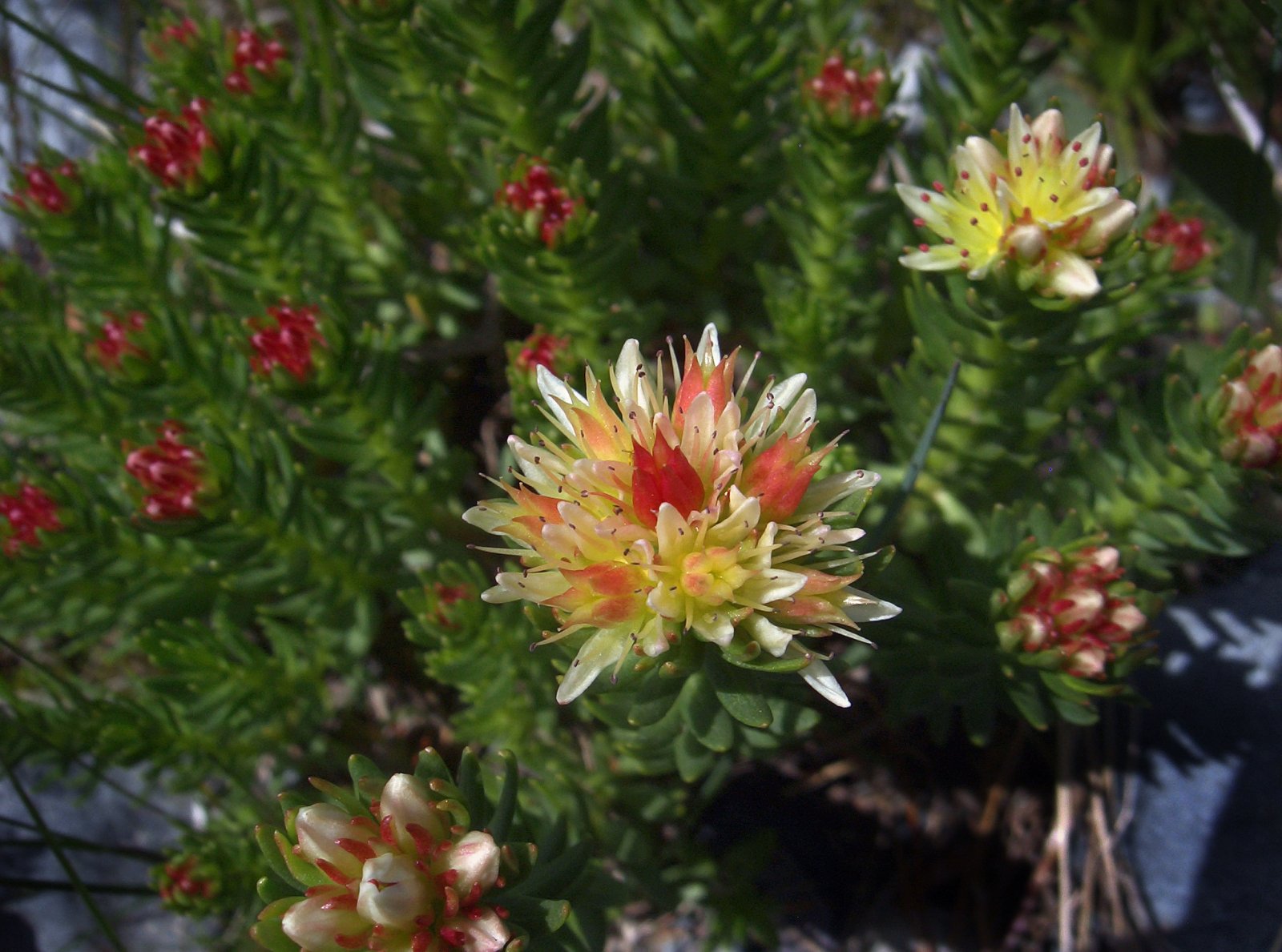 37 родиола морозная.jpg