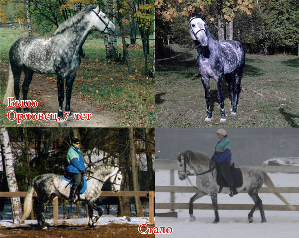 4 лошади-2.jpg