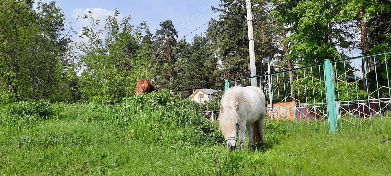 4 пони сирень.jpg